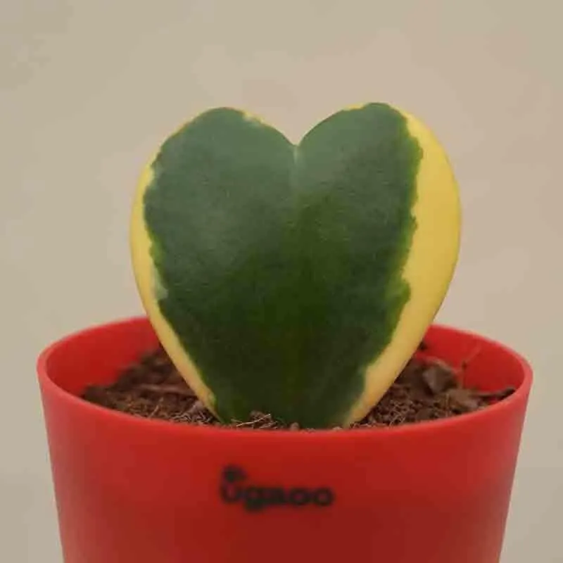 Ugaoo Heart Hoya Plant - Variegated media 6