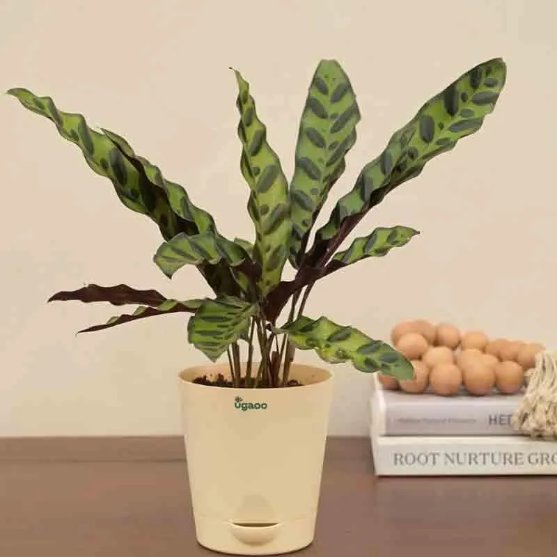 Ugaoo Calathea Rattlesnake Plant media 5