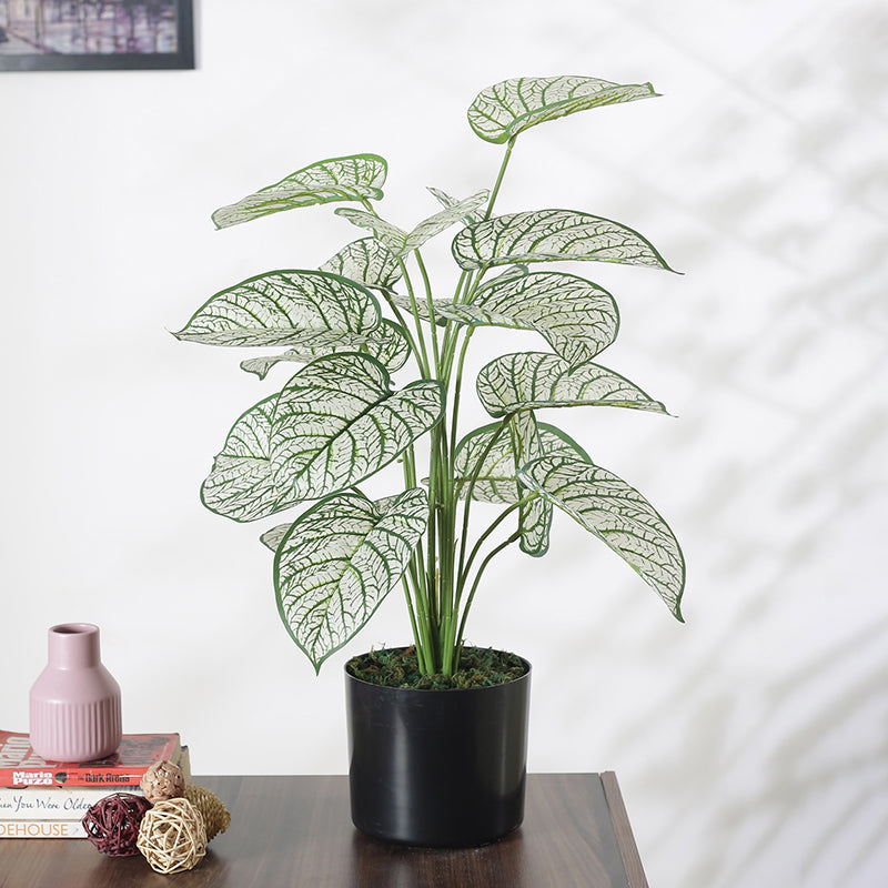 Faux Tropica Dieffenbachia Silk Plant With Black Plastic Pot - 2.13 ft media 3