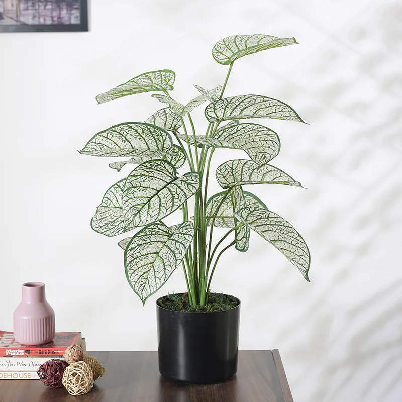 Faux Tropica Dieffenbachia Silk Plant With Black Plastic Pot - 2.13 ft media 3