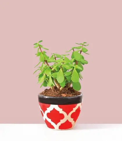 Live Plants