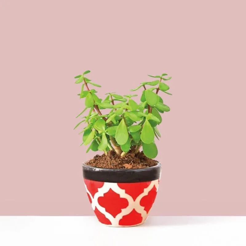 Ugaoo Good Luck Jade Plant With Apple Rose Ceramic Pot media 1