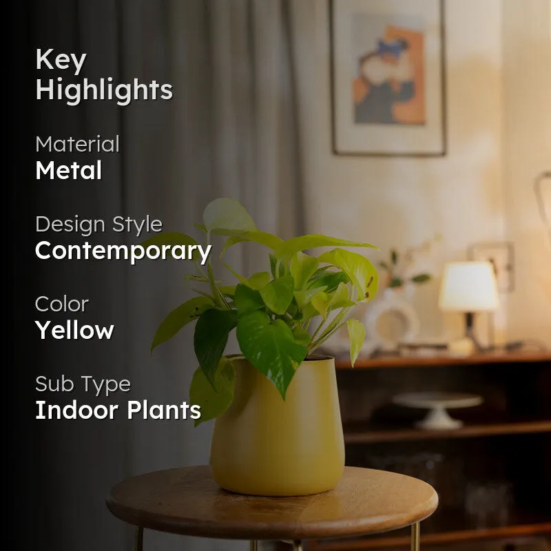 Kyari Golden Pothos Plant With Metal Self Watering Pot - Yellow media 2