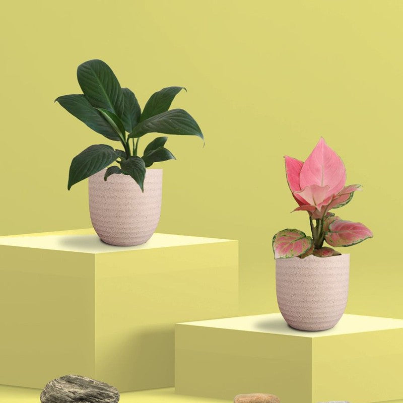 Greenkin Aglaonema & Lily Live Plants (Ivory) - Set Of Two media 3