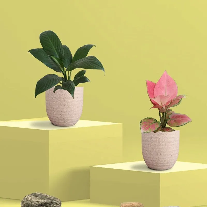 Greenkin Aglaonema & Lily Live Plants (Ivory) - Set Of Two media 3