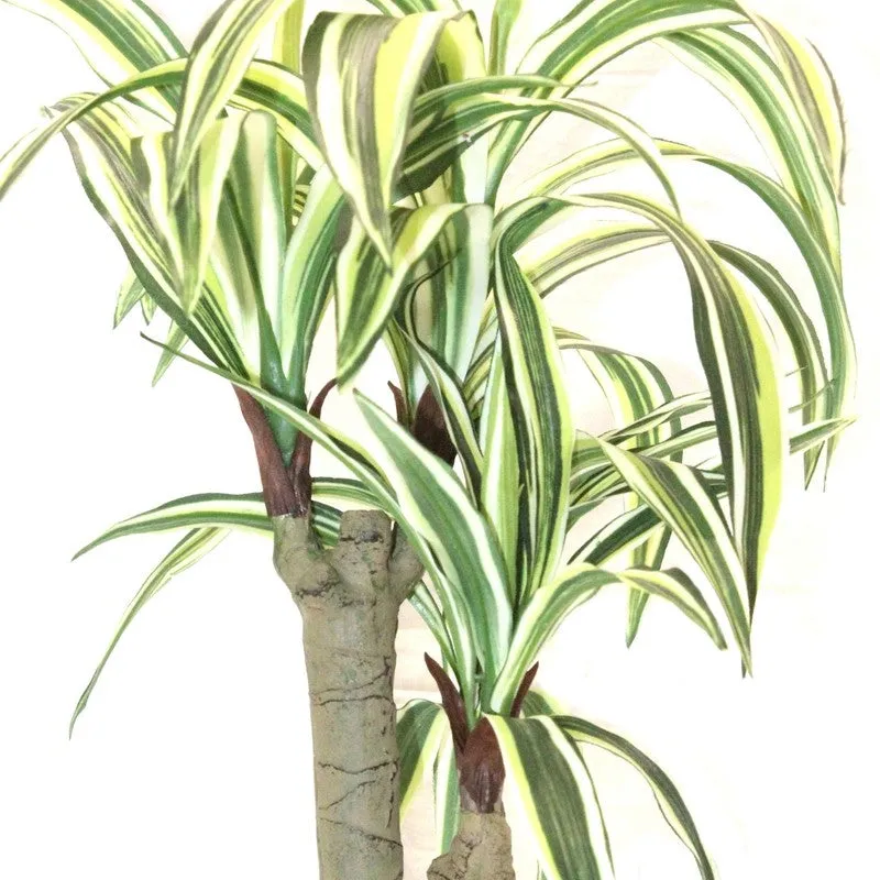 Artificial White Dracaena Bonsai Plant With White Ceramic Pot - 1.8 Feet media 3