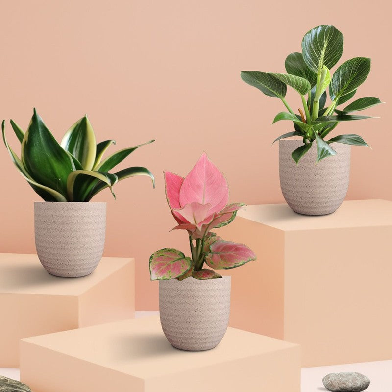 Greenkin Living Room Indoor Live Plants - Set Of Three media 3