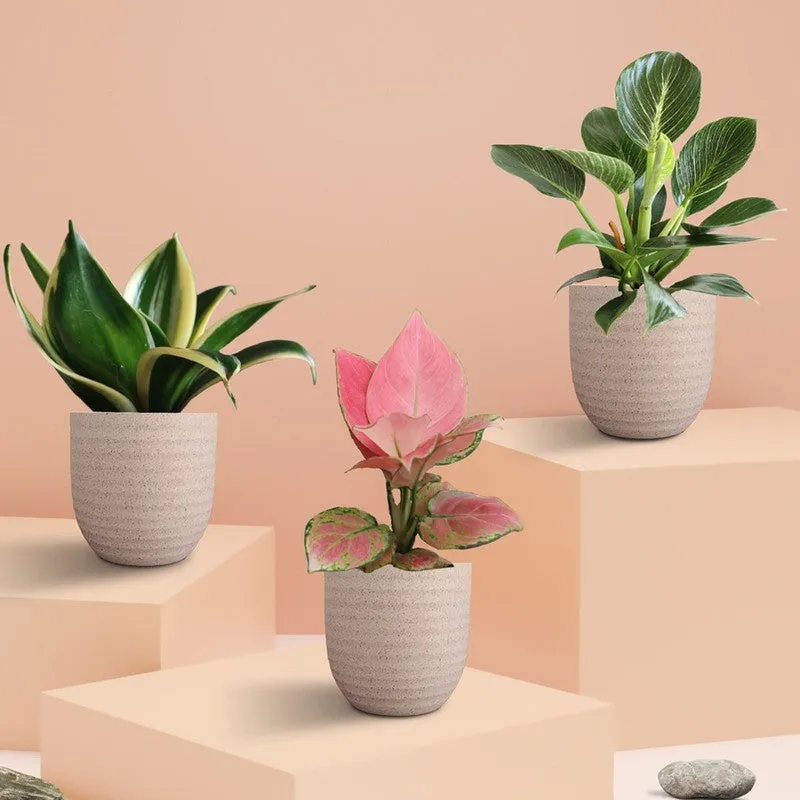 Greenkin Living Room Indoor Live Plants - Set Of Three media 3