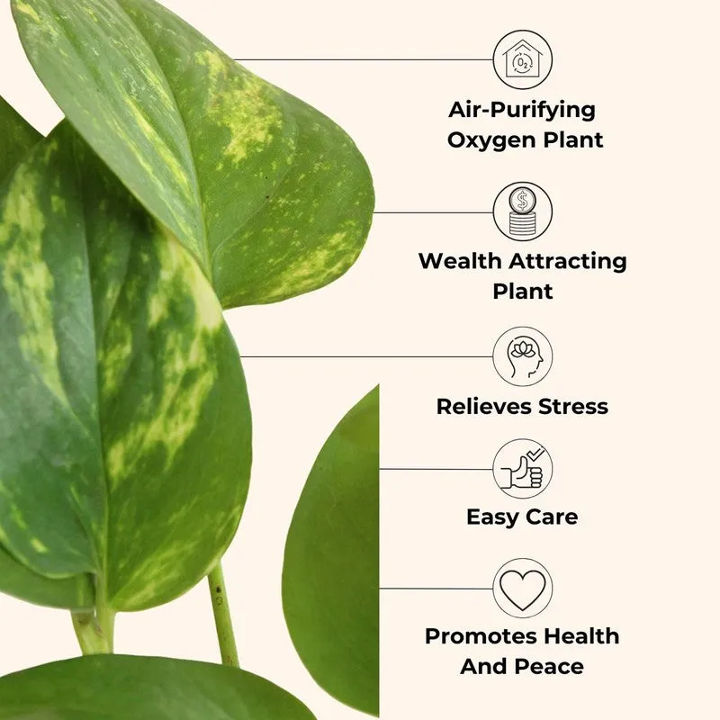 Greenkin Aglaonema Pink & Gold King Live Plants (Ivory) - Set Of Two media 5
