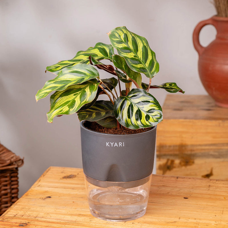 Kyari Peacock Plant With Self Watering Pot - Grey media 3