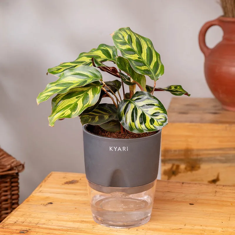 Kyari Peacock Plant With Self Watering Pot - Grey media 3
