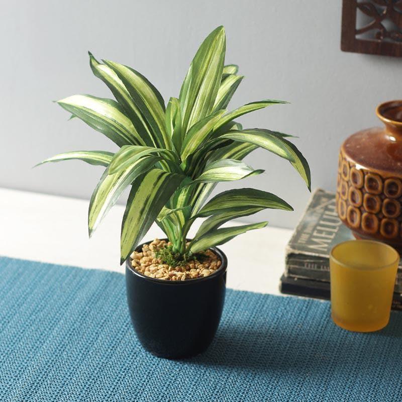 Faux Dracaena Bonsai (24 cms) - Green media 2