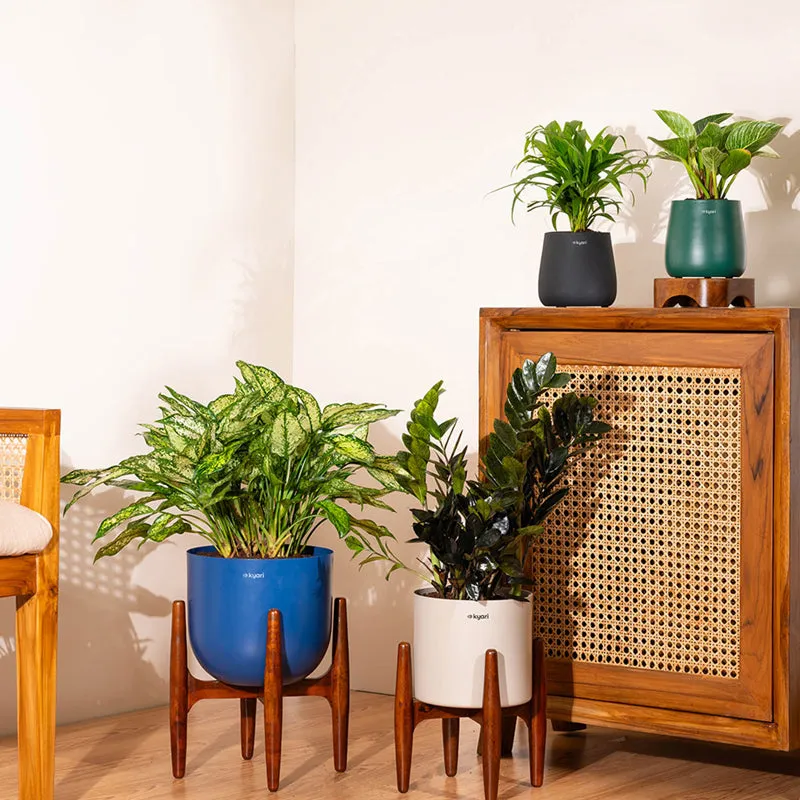 Kyari Black ZZ Plant With Metal Self Watering Pot (Beige) - 2 Feet media 4