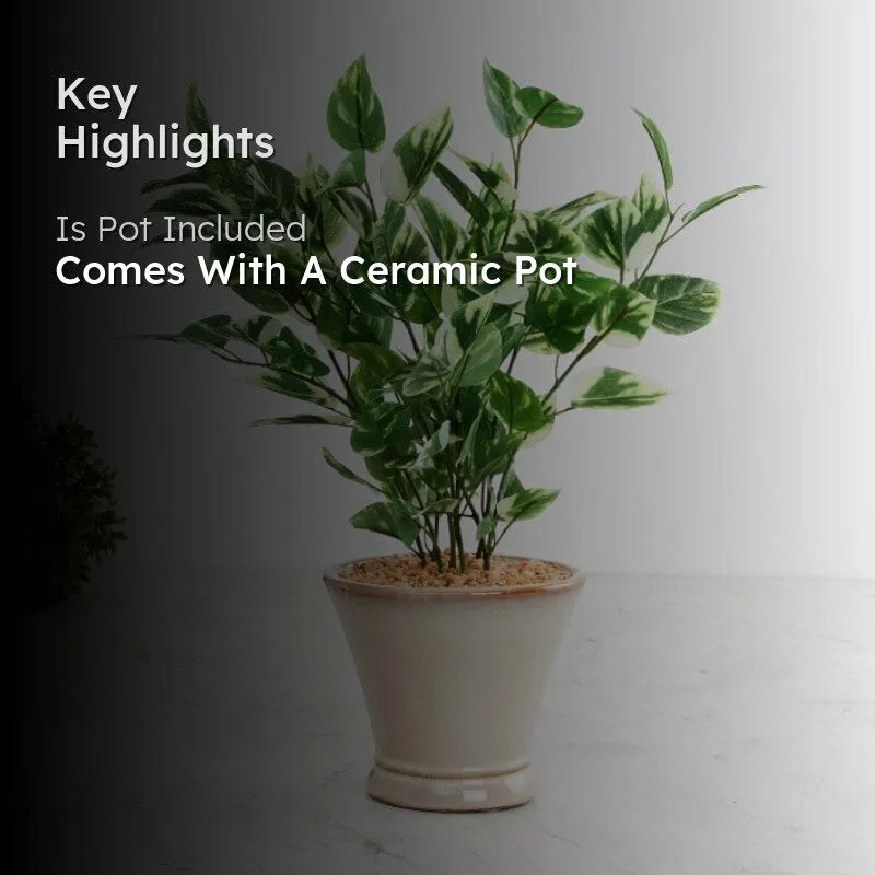Faux Pothos Bonsai In Cone Pot (42 cms) - Small media 2