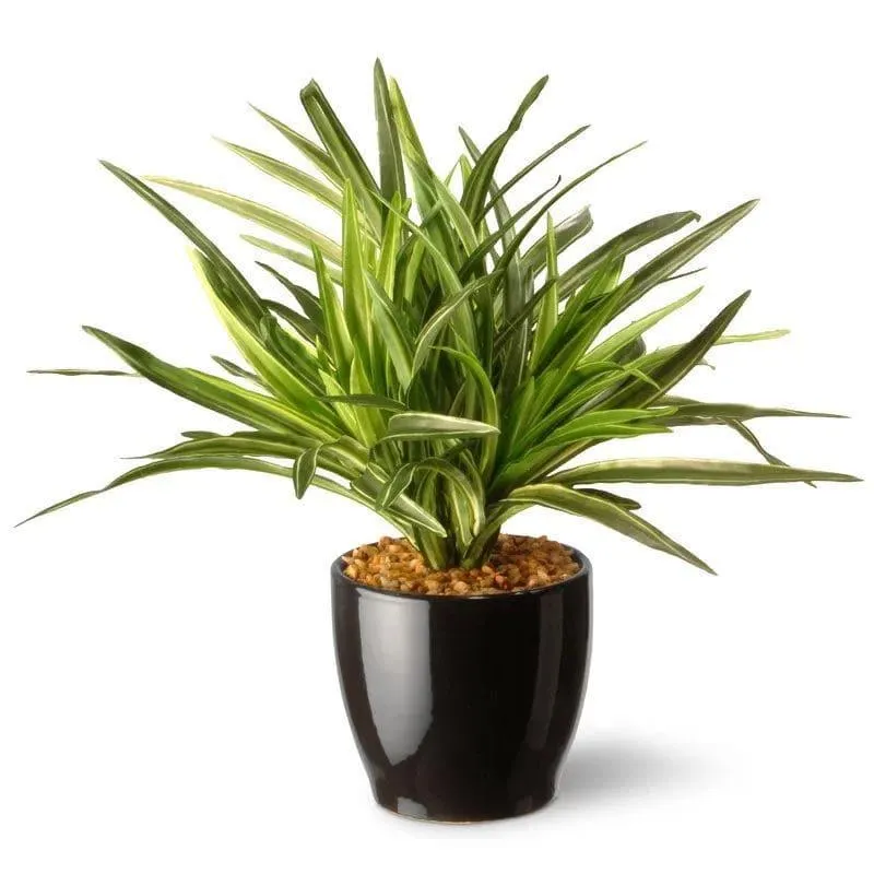Faux Big Dracaena Bonsai (27 cms) - White media 4