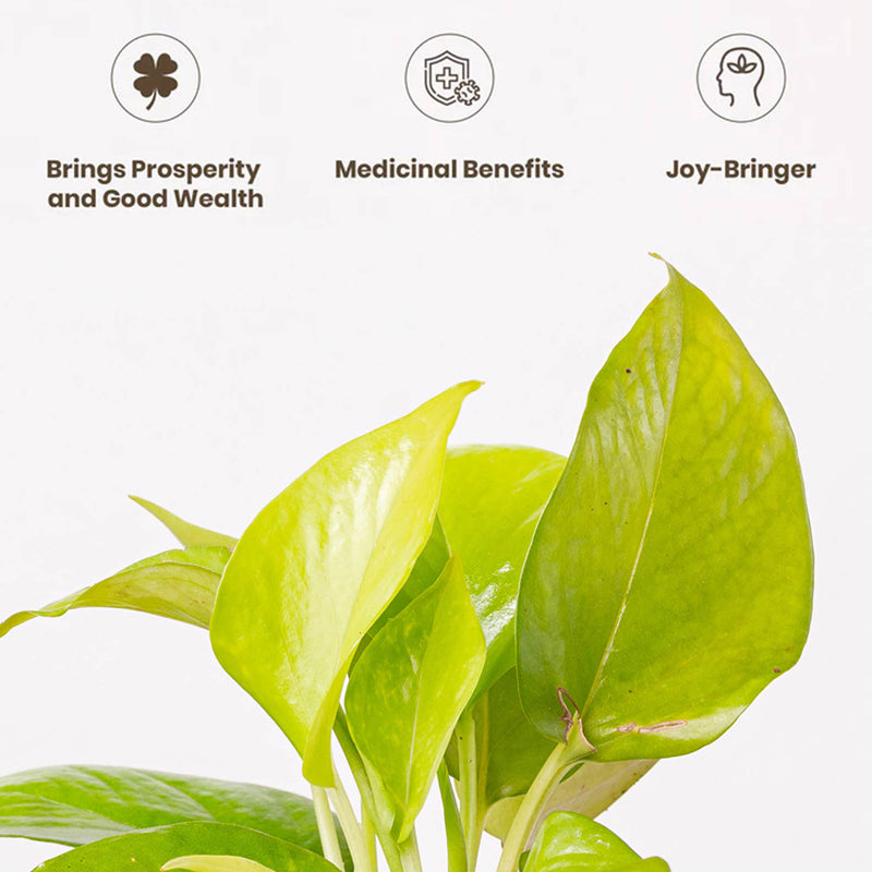 Kyari Golden Pothos With Self Watering Pot (Grey) - 18 cm media 3
