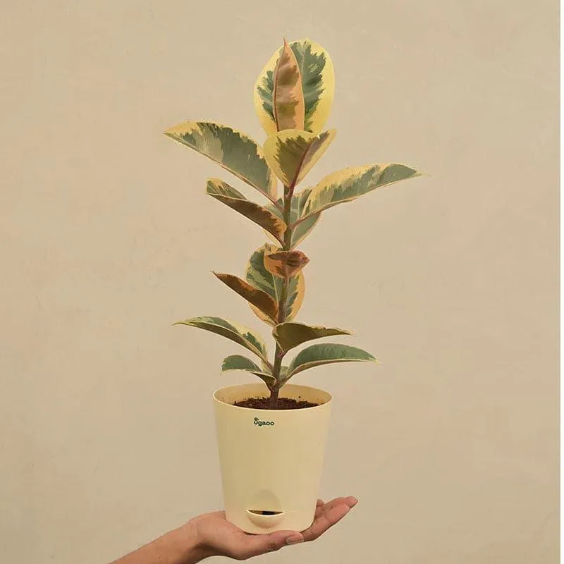 Ugaoo Tineke Rubber Plant With Self Watering Pot media 4