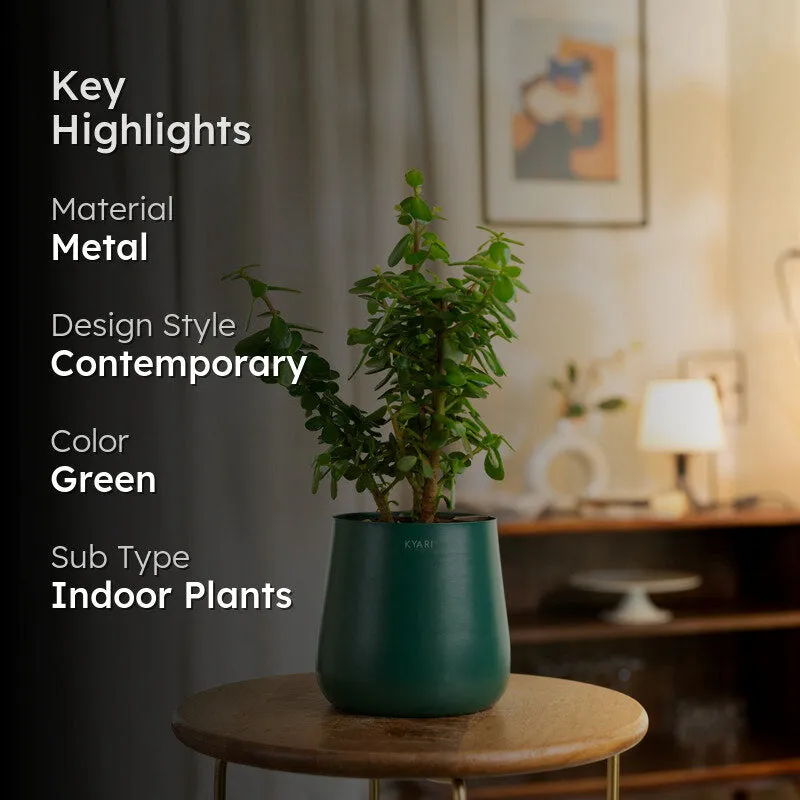Kyari Lucky Jade Plant With Metal Self Watering Pot - Green media 2