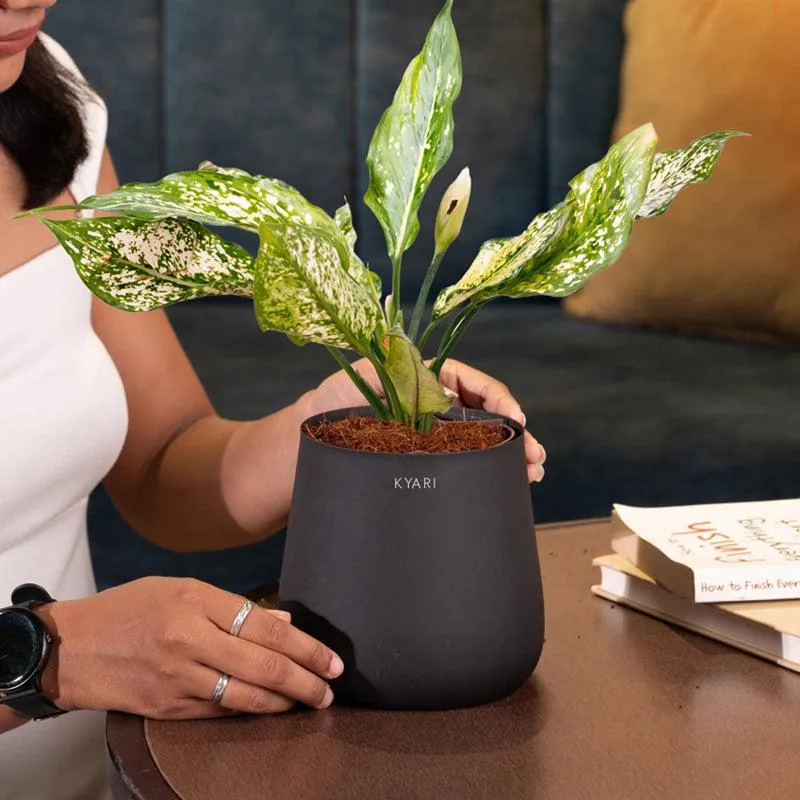 Kyari Aglaonema Snow White Plant With Metal Self Watering Pot - Black media 4