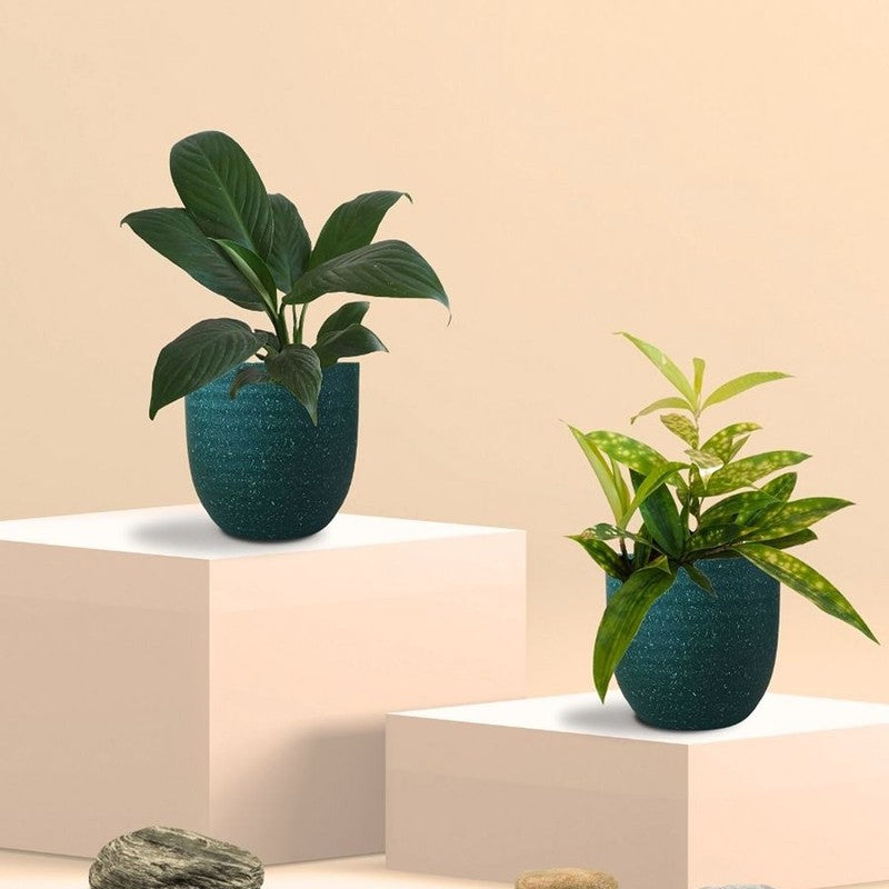 Greenkin Bamboo & Lily Live Plants (Green) - Set Of Two media 3