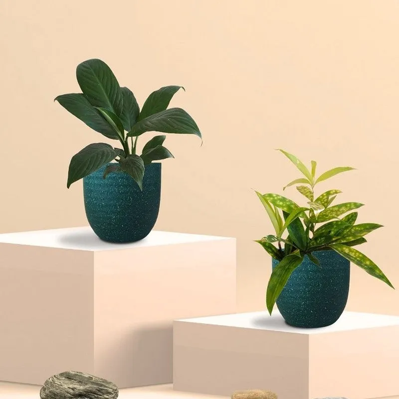 Greenkin Bamboo & Lily Live Plants (Green) - Set Of Two media 3