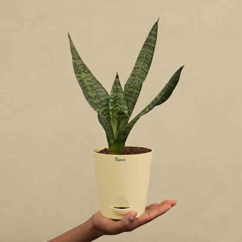 Ugaoo Sansevieria Superba Green - Snake Plant media 6