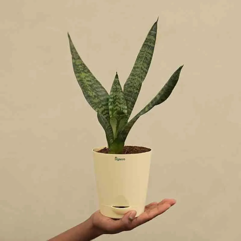 Ugaoo Sansevieria Superba Green - Snake Plant media 6
