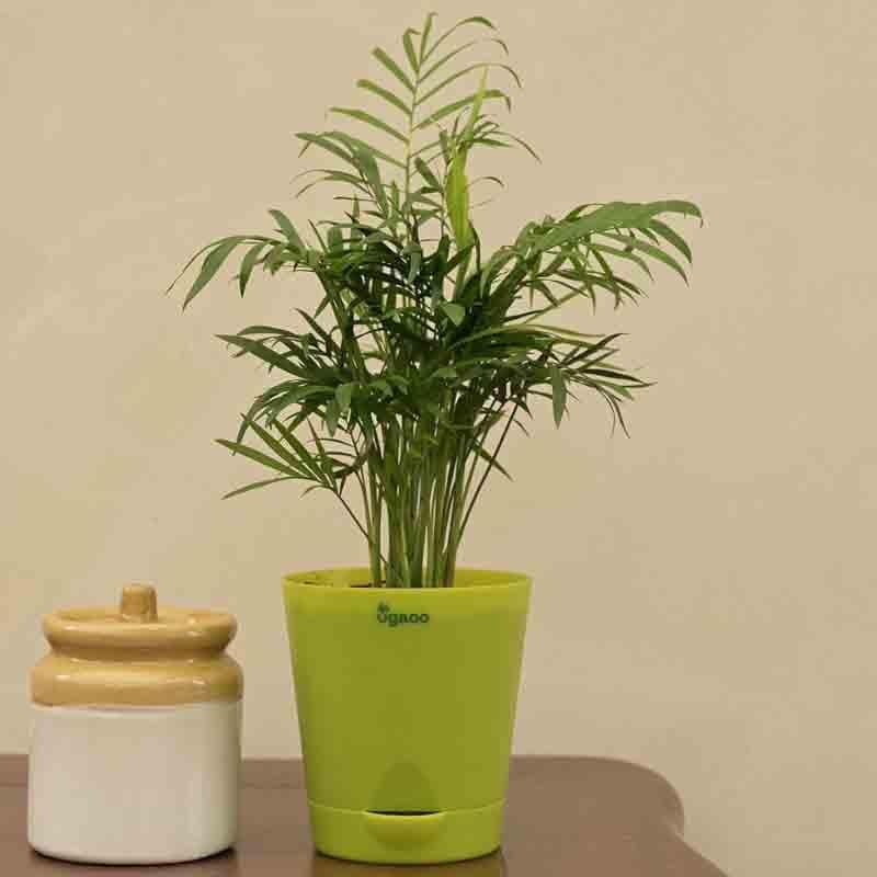 Live Plants