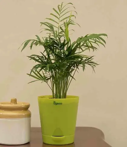 Live Plants