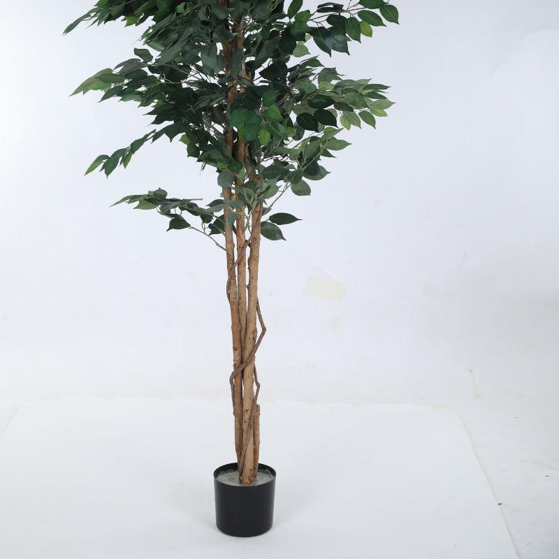 Faux Evergreen Ficus Plant With Black Plastic Pot - 5.91 ft image 4