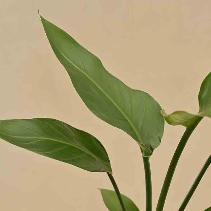 Ugaoo Bird of Paradise Plant - Big media 5