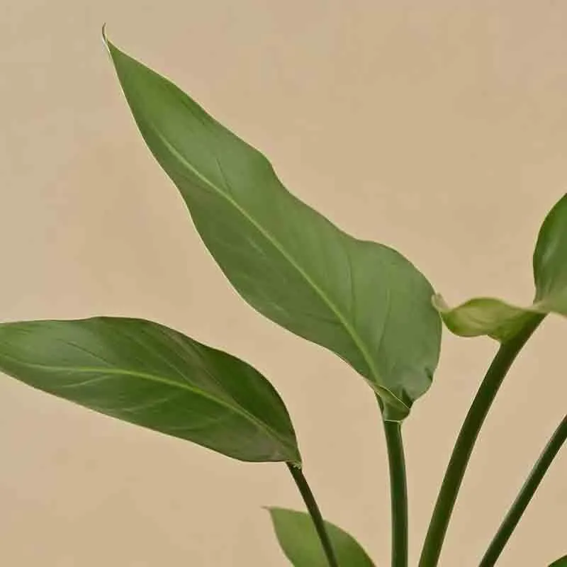 Ugaoo Bird of Paradise Plant - Big media 5