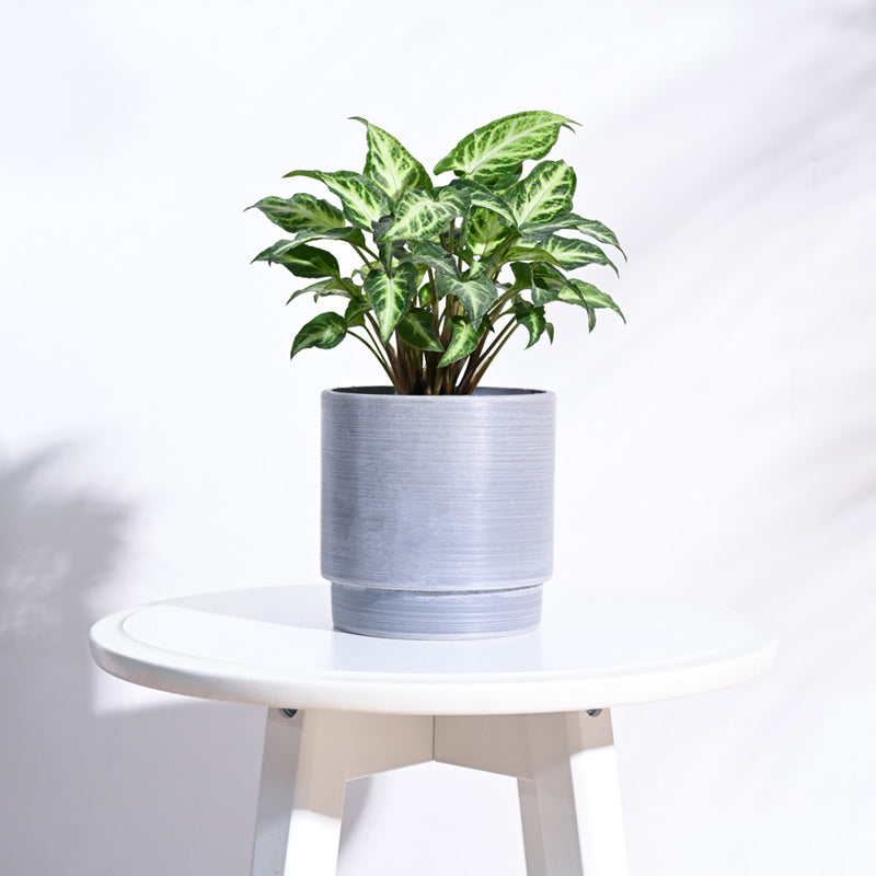 UGAOO Oslo Planter for Home & Balcony Garden- Light Grey media 3