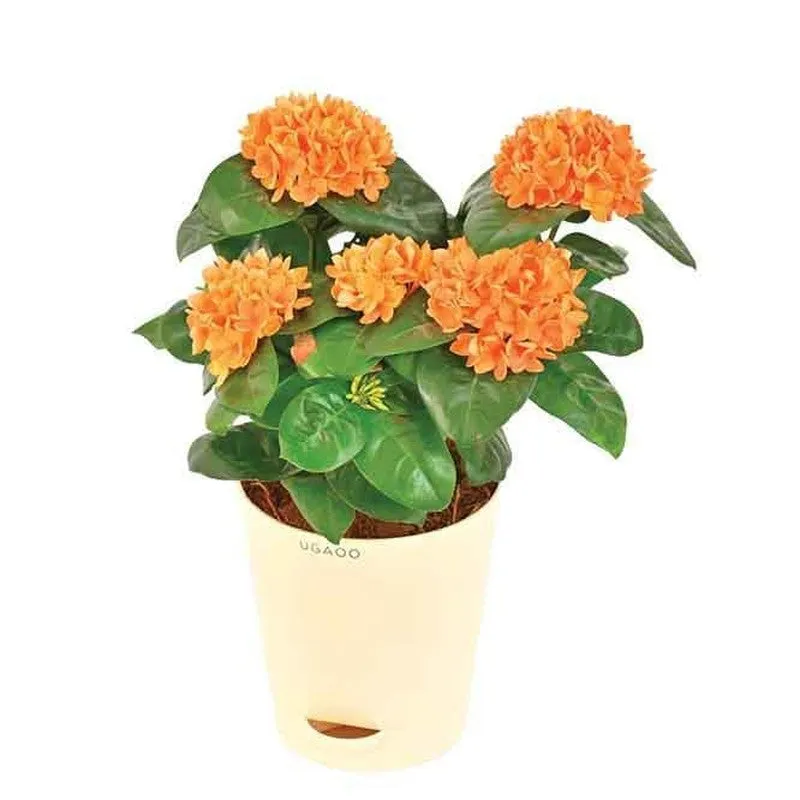 Ugaoo Ixora (Rugmini) Plant - Orange media 3