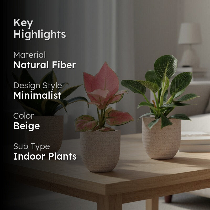 Greenkin Living Room Indoor Live Plants - Set Of Three media 2