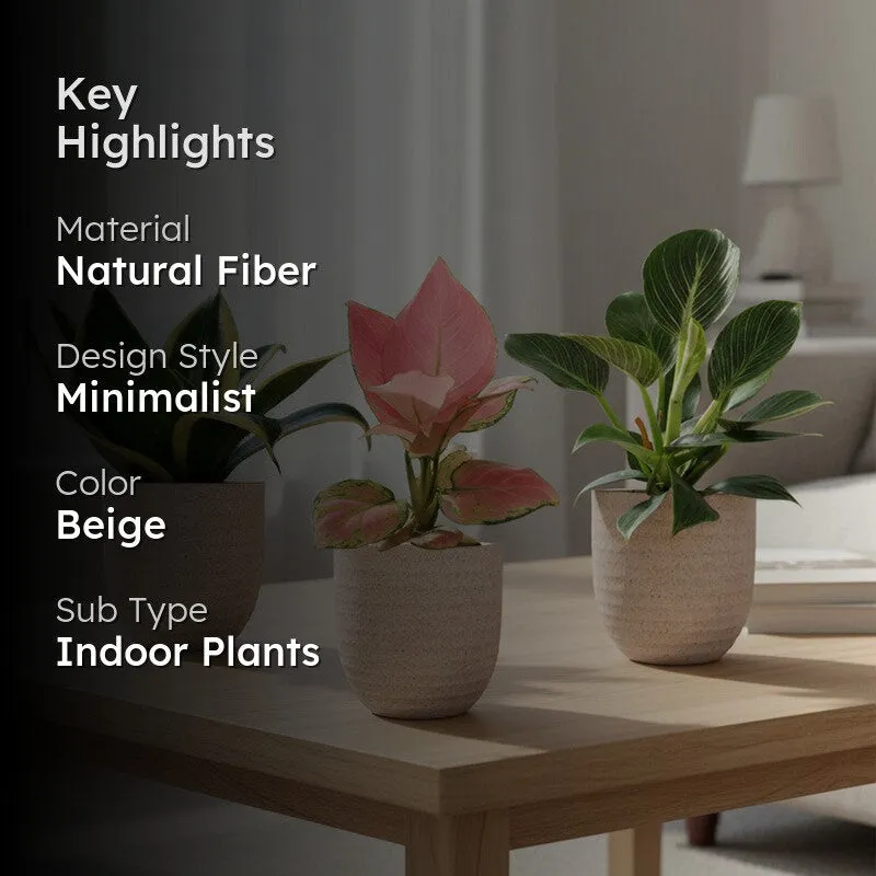 Greenkin Living Room Indoor Live Plants - Set Of Three media 2