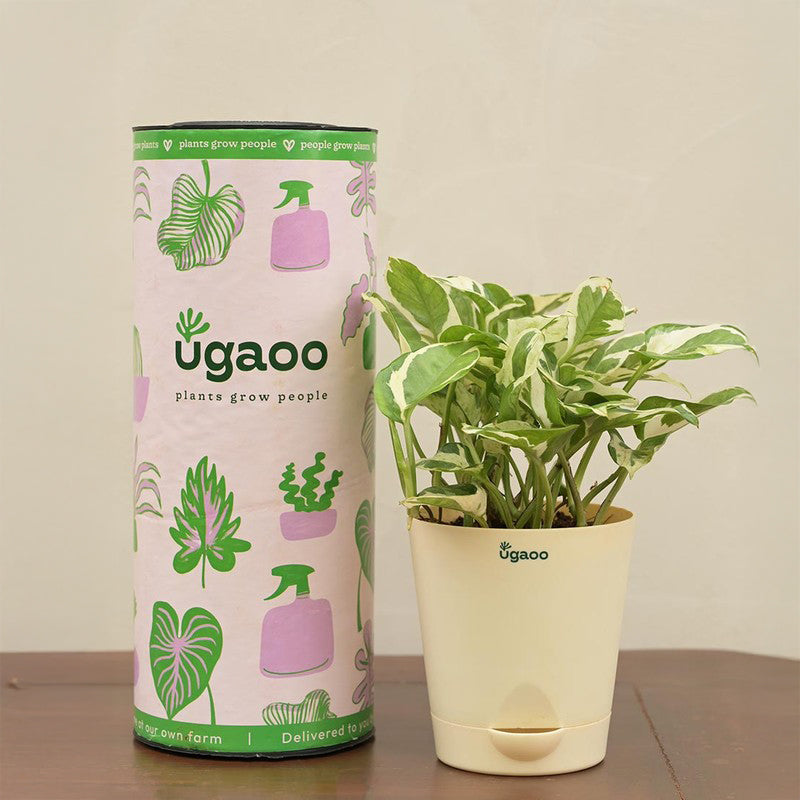 Live Plants