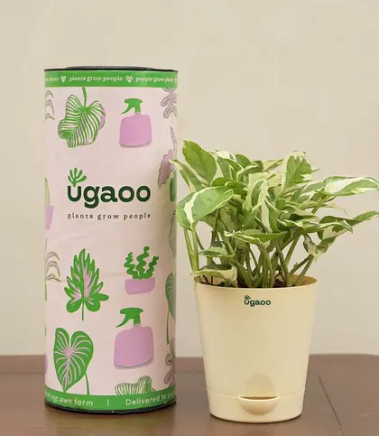 Live Plants