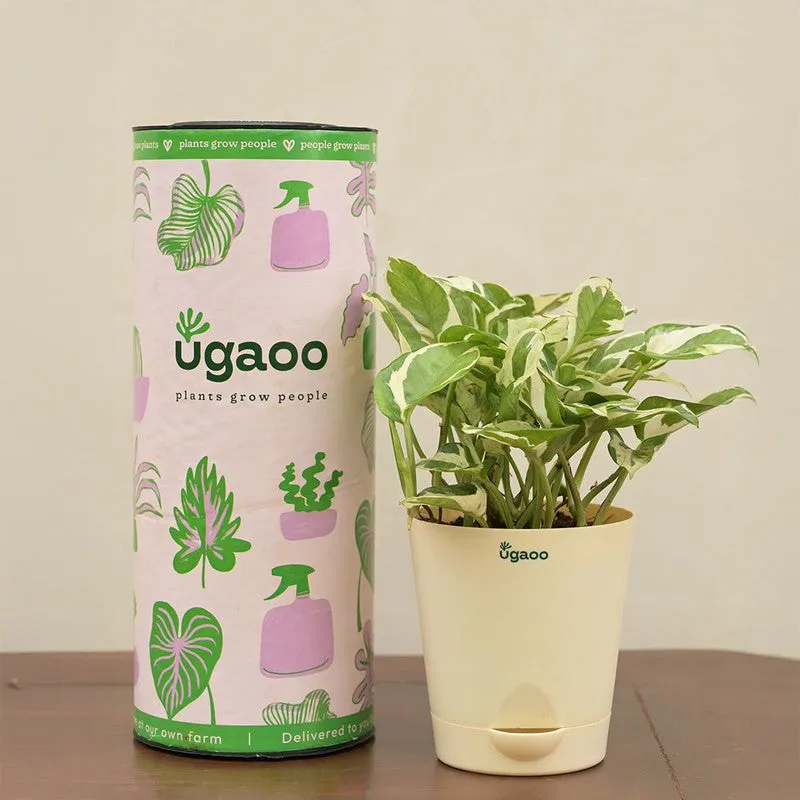Ugaoo Money Plant N'Joy media 1