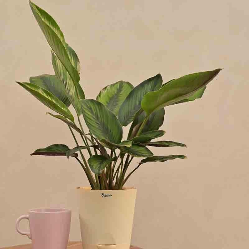 Ugaoo Calathea Pinstripe Plant media 7