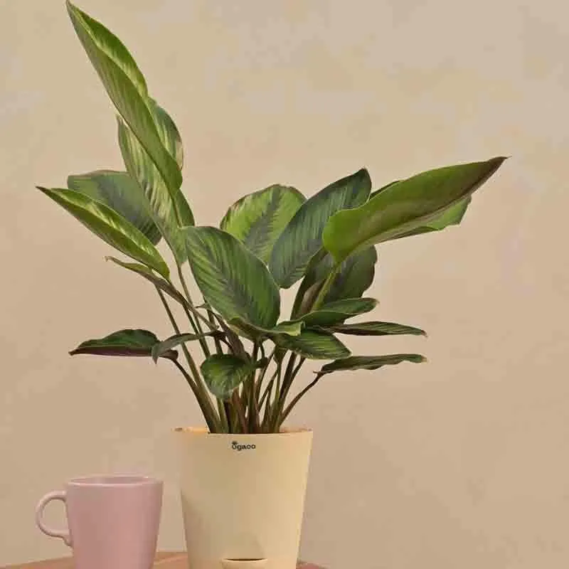 Ugaoo Calathea Pinstripe Plant media 7