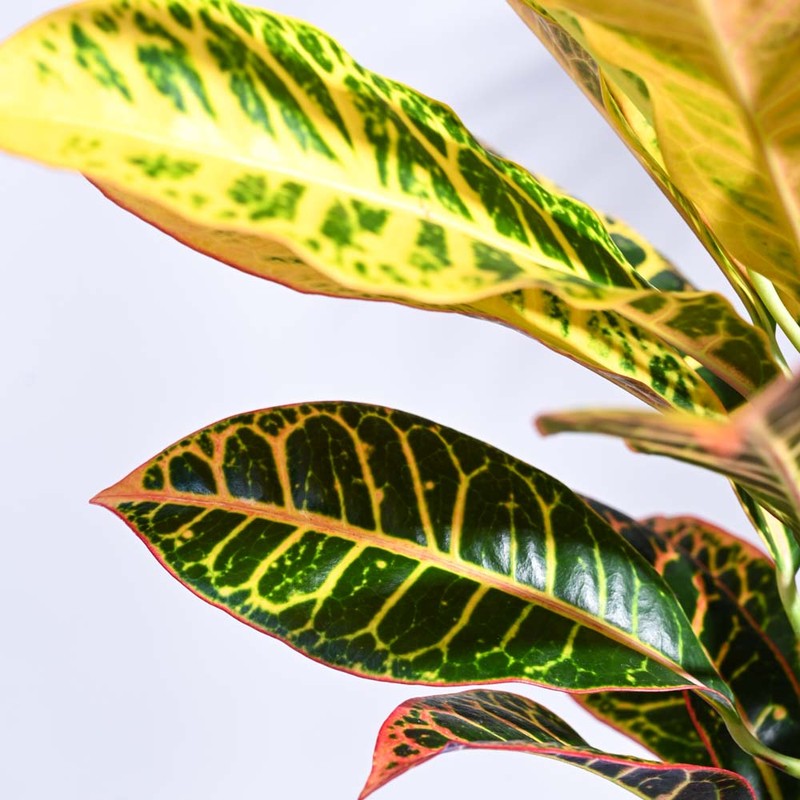 Ugaoo Croton Petra Plant media 5