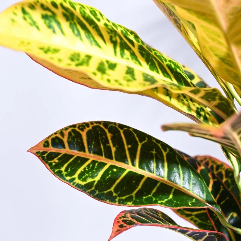 Ugaoo Croton Petra Plant media 5