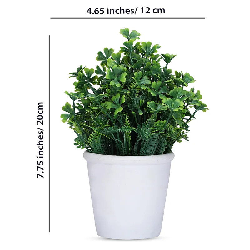 Belka Artificial Plant With Black Plastic Pot - Set Of Two media 6