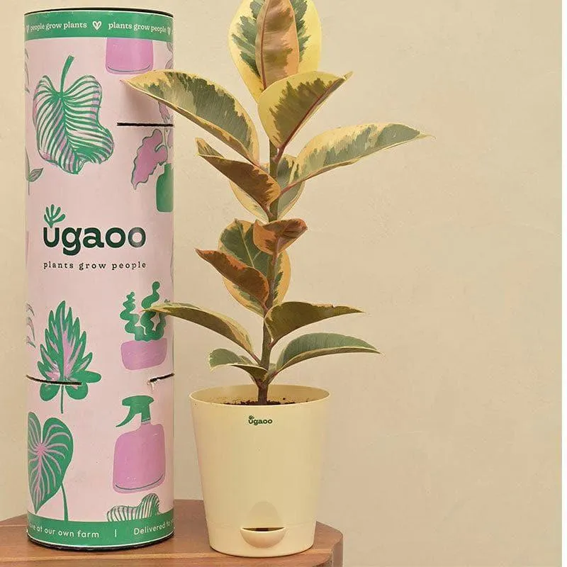 Ugaoo Tineke Rubber Plant With Self Watering Pot media 3