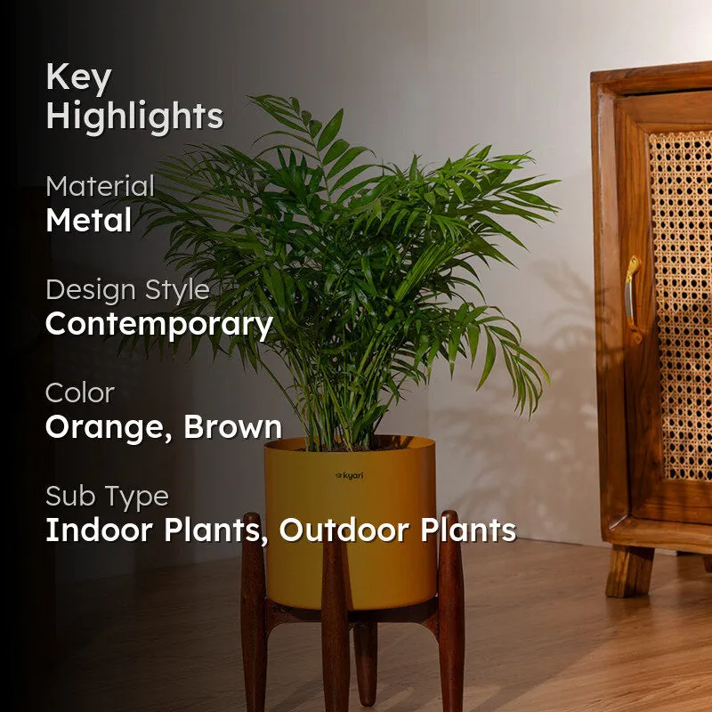 Kyari Areca Palm Plant With Metal Self Watering Pot (Orange) media 2