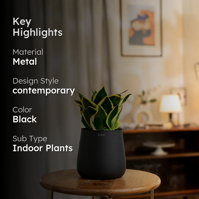 Kyari Golden Hahnii Snake Plant With Metal Self Watering Pot - Black media 2
