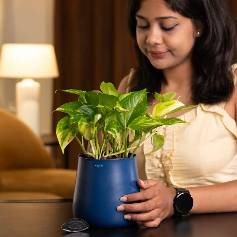 Kyari Areca Palm With Metal Self Watering Pot - Blue media 3