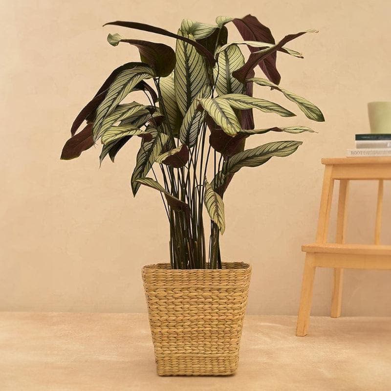 Ugaoo Seagrass Planter - 24 CM media 3