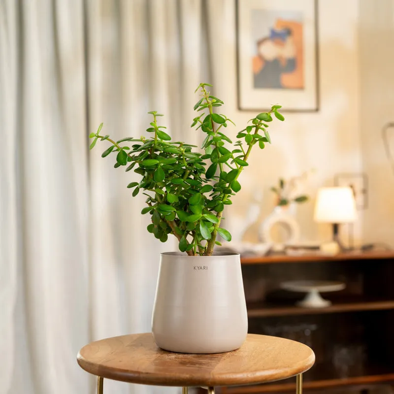 Kyari Lucky Jade Plant With Metal Self Watering Pot - Beige media 1